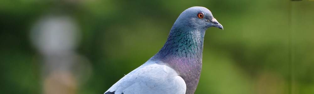 Eliminar aves en Albacete