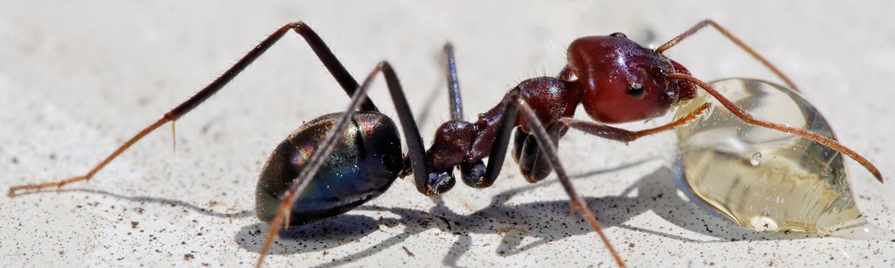 Eliminar hormigas en Albacete