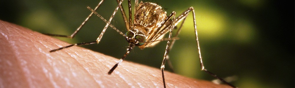 Eliminar mosquitos en Albacete