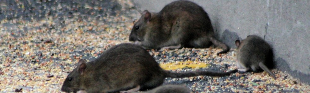 Eliminar ratas en Albacete