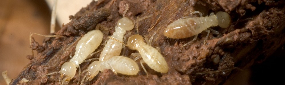 Eliminar termitas en Albacete