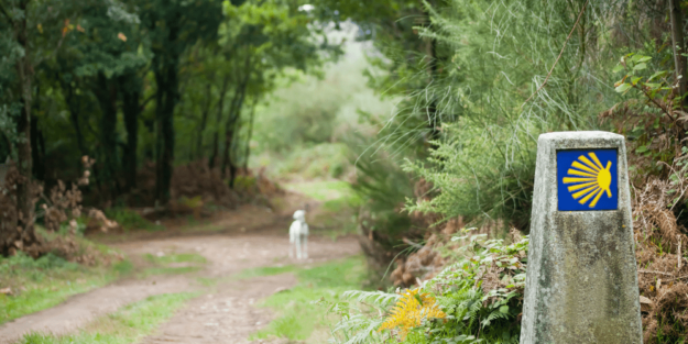 Chinches camino de santiago – A tu Salud Chinches camino de santiago - A tu Salud