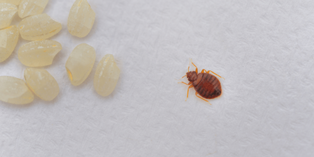 Chinches de cama – A tu Salud Chinches de cama - A tu Salud