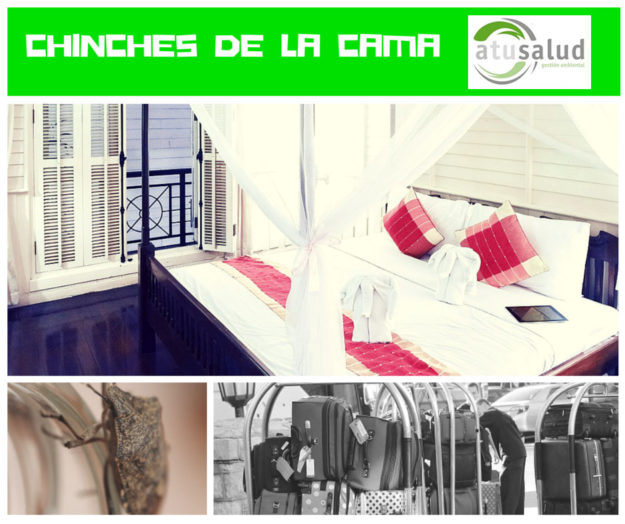 evitar chinches