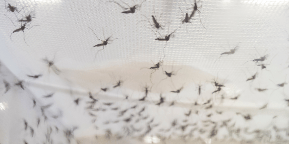 El combate de Europa contra las enfermedades transmitidas por mosquitos El combate de Europa contra las enfermedades transmitidas por mosquitos