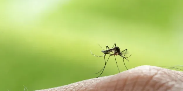 Enfermedades infecciosas transmitidas por mosquitos - A tu Salud