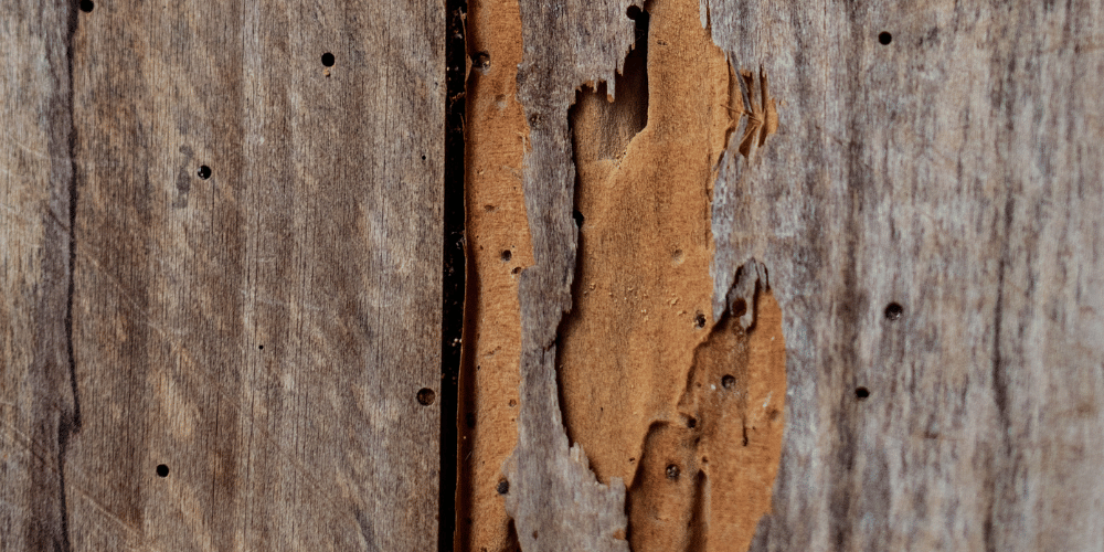 Has identificado termitas - A tu Salud