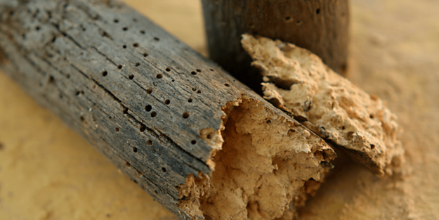 Indicador de la presencia de carcoma – A tu Salud Indicador de la presencia de carcoma - A tu Salud