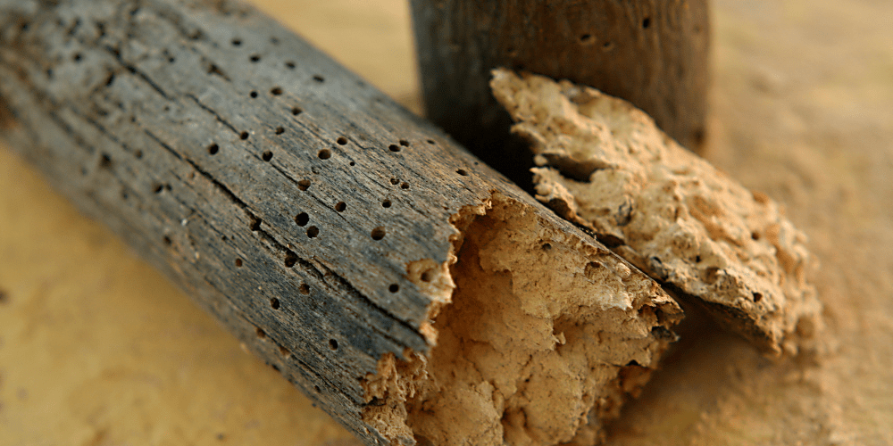 Indicador de la presencia de carcoma - A tu Salud