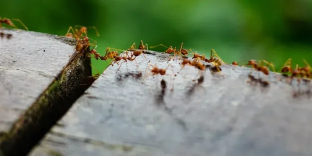 La hormiga roja se establece en Europa - A tu Salud