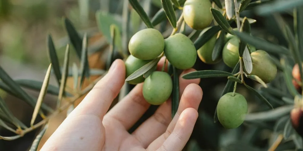 Pesticidas prohibidos en la UE detectados en aceitunas - A tu Salud