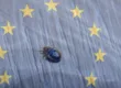 Plaga de chinches en europa - A tu Salud