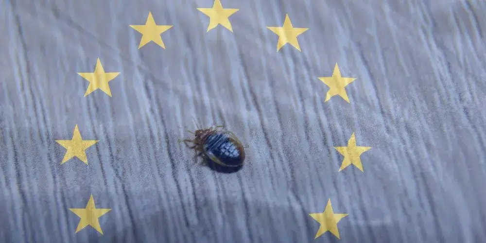 Plaga de chinches en europa - A tu Salud