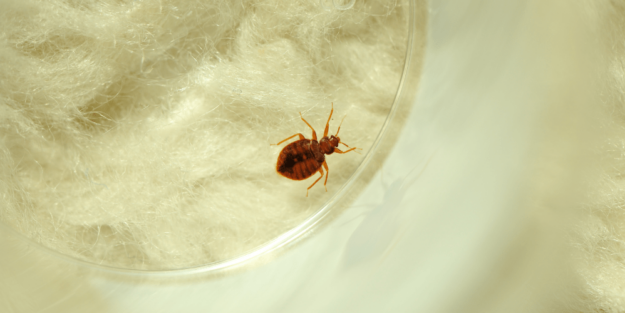 Plagas de Chinches – A tu Salud Plagas de Chinches - A tu Salud