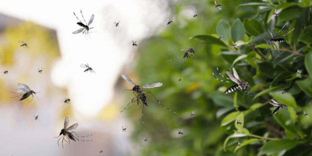 Plagas de mosquitos en Albacete – A tu Salud Plagas de mosquitos en Albacete - A tu Salud
