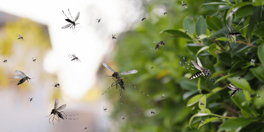 Plagas de mosquitos en Albacete - A tu Salud