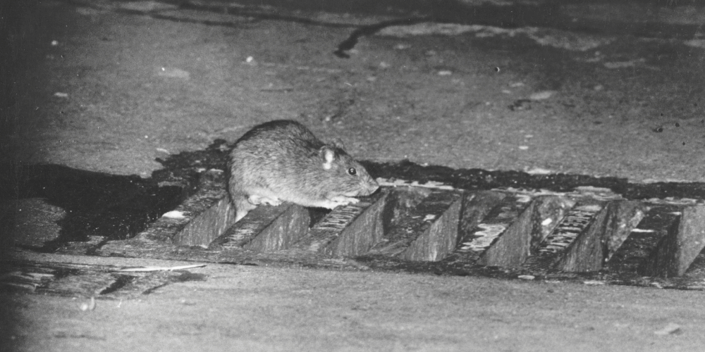 Plagas ratas en las calles – A tu Salud Plagas ratas en las calles - A tu Salud