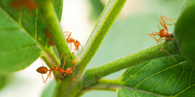 Posible invasión hormiga de fuego – A tu Salud Posible invasión hormiga de fuego - A tu Salud