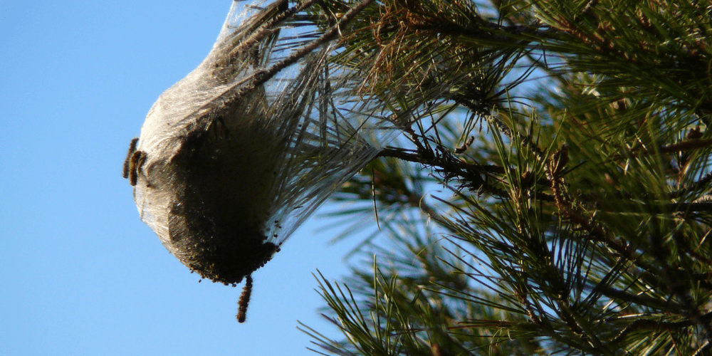 Procesionaria peligro público Procesionaria peligro público
