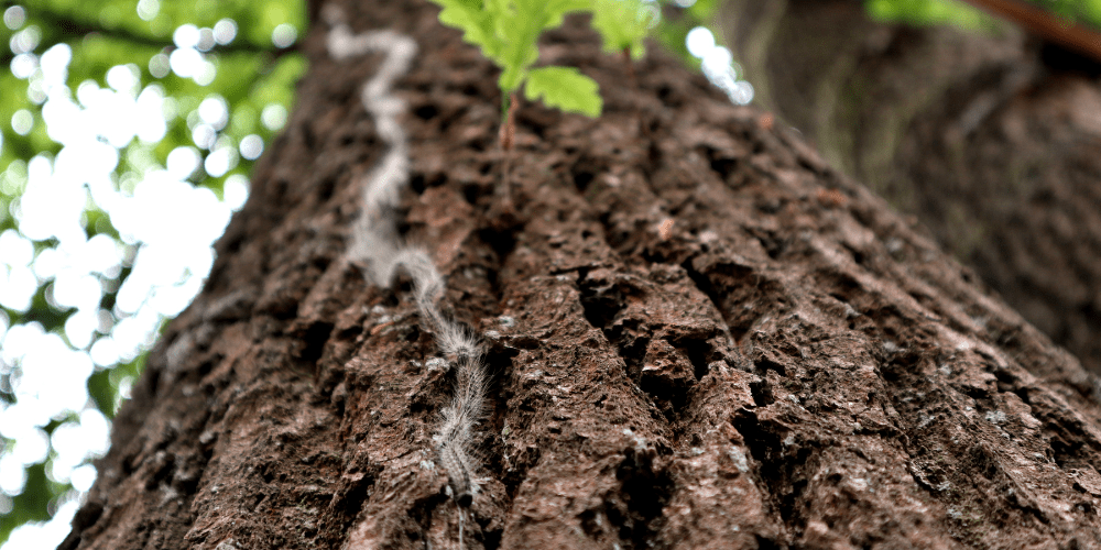 Procesionaria qué te puede afectar