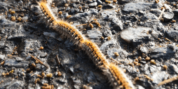 Procesionaria soluciones y métodos profesionales