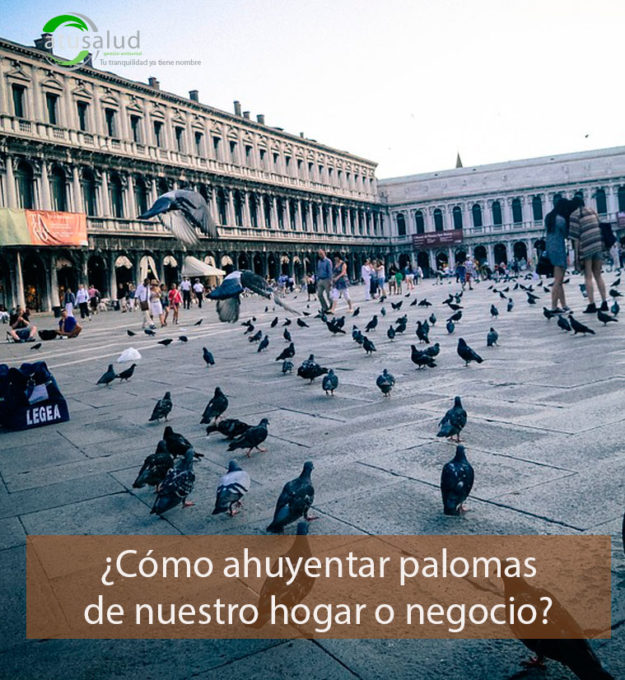 Cómo ahuyentar palomas