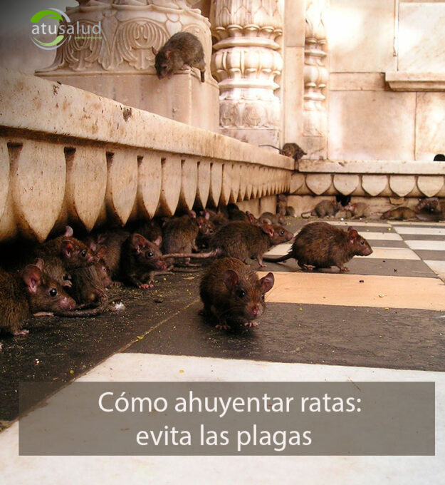 Cómo ahuyentar ratas, evita las plagas