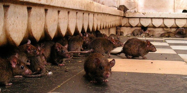 Tormento arpón en general Cómo ahuyentar ratas, evita las plagas - A Tu Salud