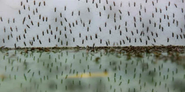 anticiparse a la llegada de los mosquitos