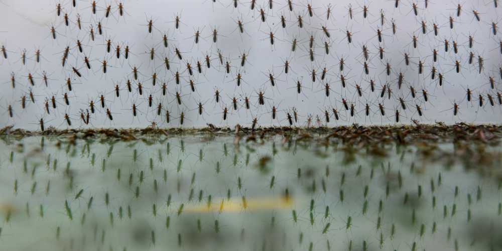 anticiparse a la llegada de los mosquitos