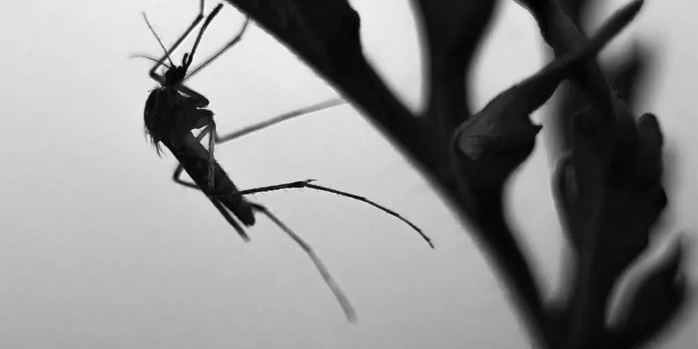 aumento del virus del Nilo