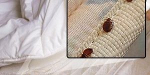 chinches plaga de chinches