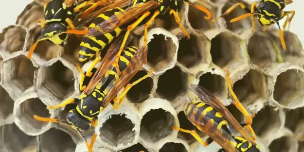 avispas reducir riesgos y mantener tu negocio a salvo