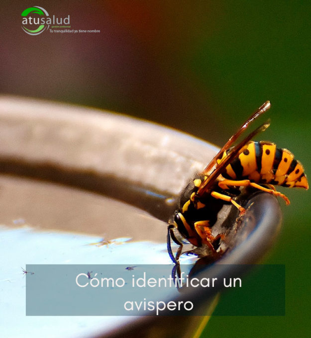 avispero