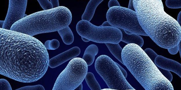 Bacteria coli