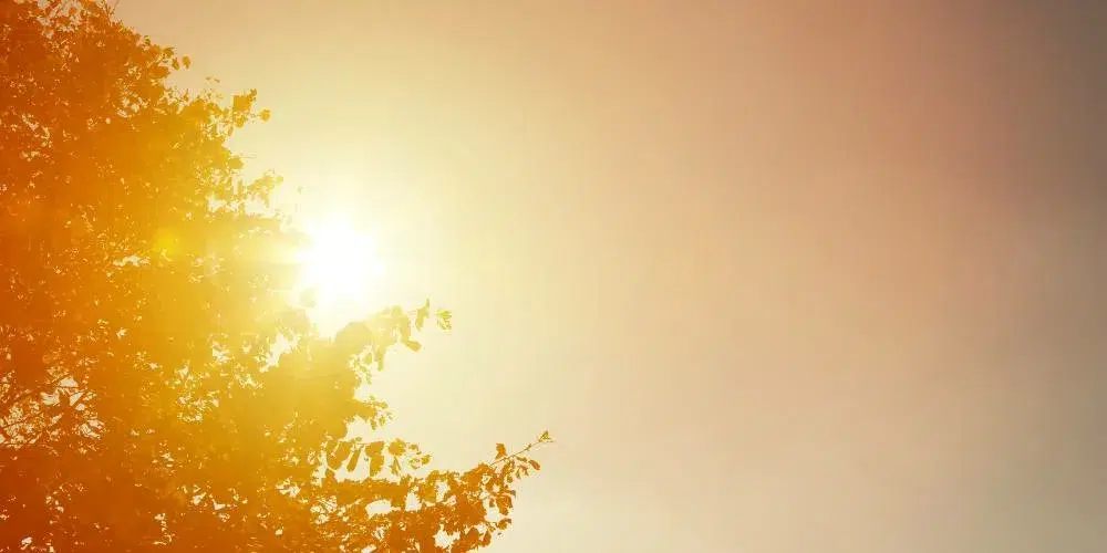 calor infestaciones chinches