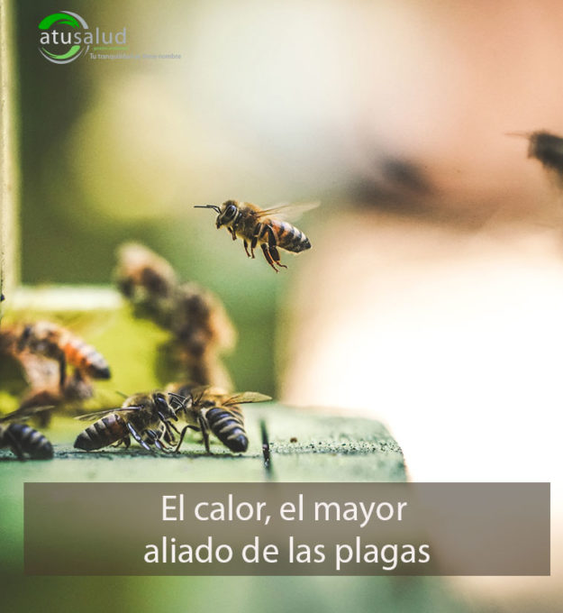 El calor, el mayor aliado de las plagas