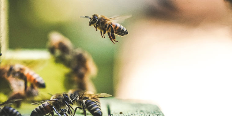 El calor, el mayor aliado de las plagas El calor, el mayor aliado de las plagas