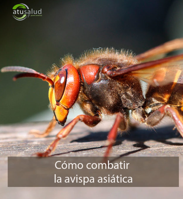 Cómo combatir la avispa asiática