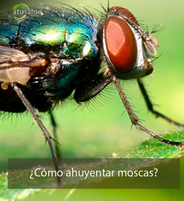 ¿cómo ahuyentar moscas?