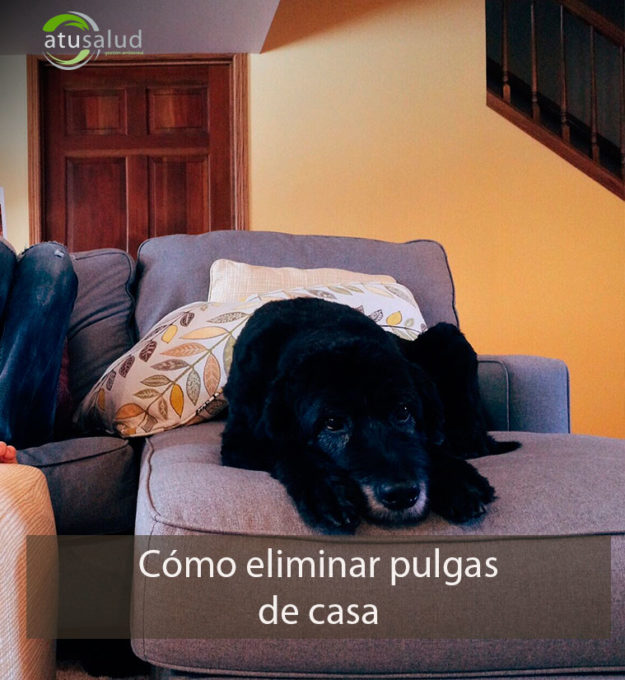 Cómo eliminar pulgas de casa