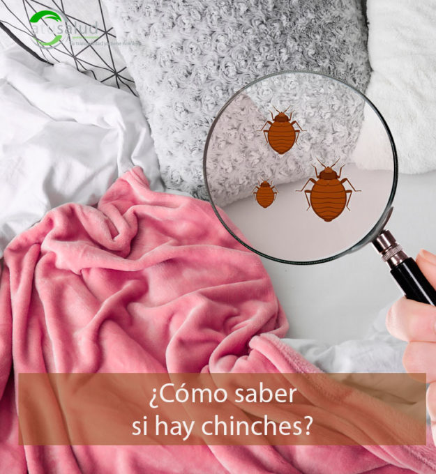 ¿Cómo saber si hay chinches?