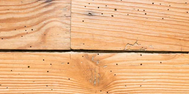 cómo saber si mi mueble tiene carcoma