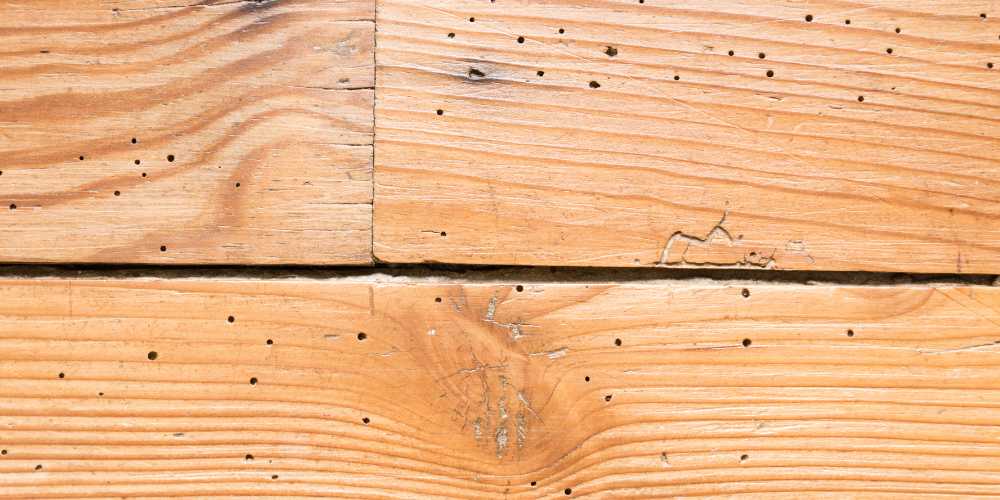 cómo saber si mi mueble tiene carcoma