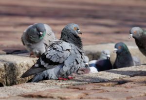 Control de plaga de palomas en Albacete