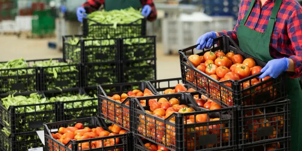 control de plagas alimentación