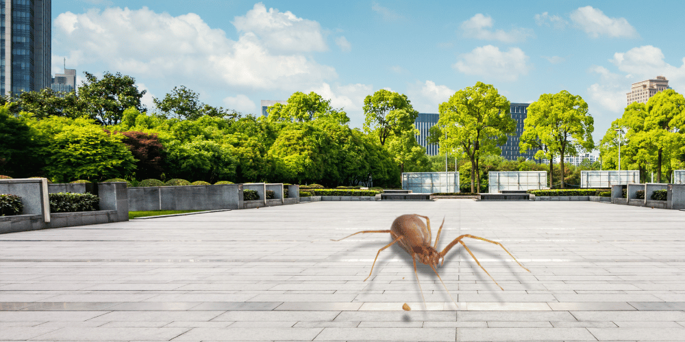 control urbano araña violín