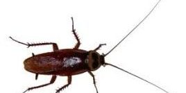 cucarachas asma infantil