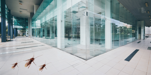 cucaracha alemana plagas cucaracha alemana plagas