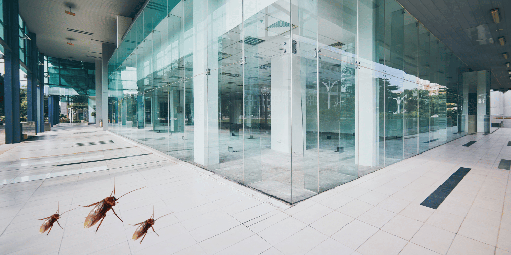 cucaracha alemana plagas cucaracha alemana plagas